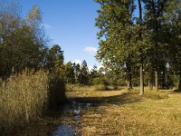 NL, Limburg, Nederweert, In den Vloed 22, Saxifraga-Jan van der Straaten